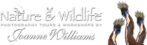 Photography Tours & Workshops by Joanne Williams