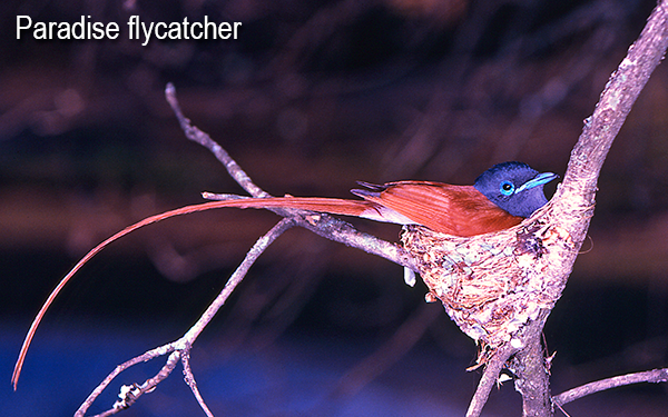 paradise-flycatcher