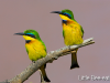 little-bee-eater