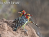 yellow-red-barbet