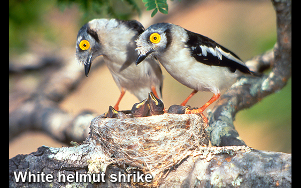 white-helmut-shrike