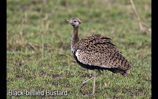 black-bellied-bustard