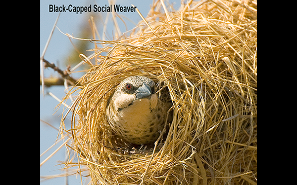 black-capped-social-weaver