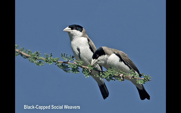 black-capped-social-weavers