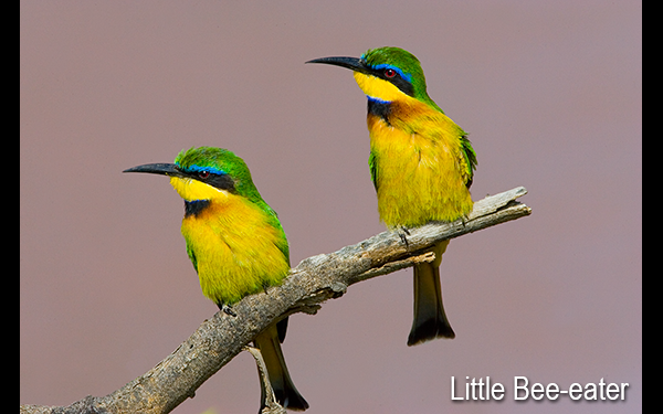 little-bee-eater