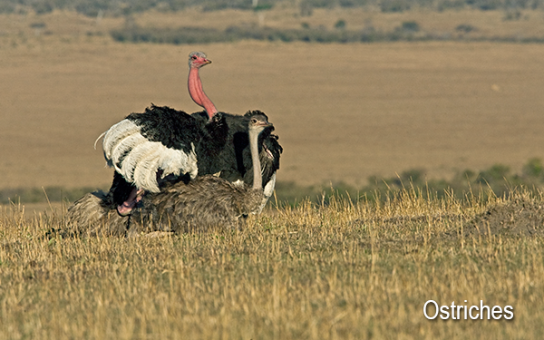 ostrich