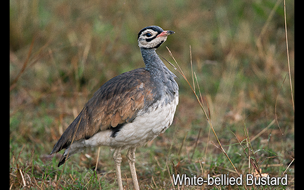 white-bellied-bustard