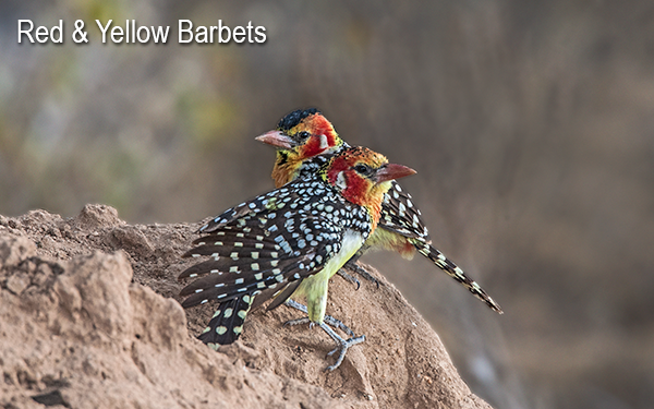 yellow-red-barbet