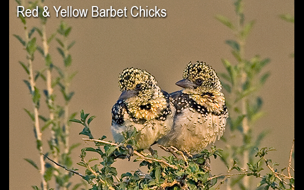 yellow-red-barbet-chicks