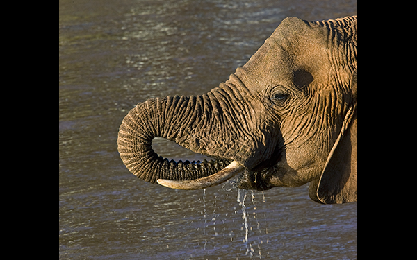 elephant-drinking