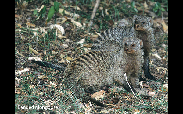 banded-mongoose