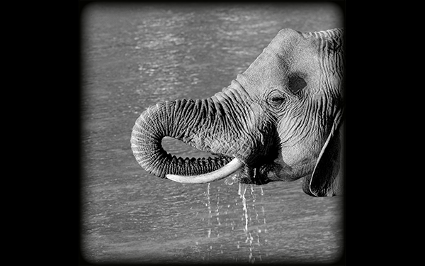 elephant1