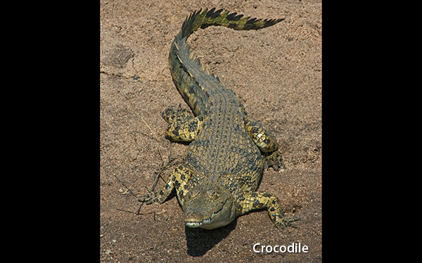 gl1x4742_crocodile