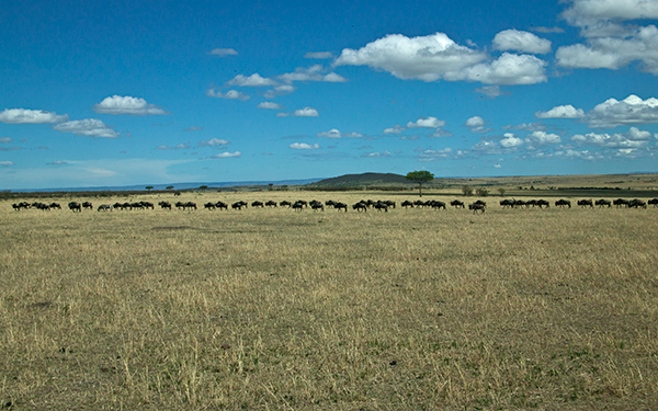 the-great-wildebeest-migration-kenya