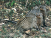 banded-mongoose