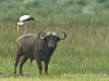 cape-buffalo-with-yellow-billed-stork