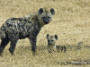 spotted-hyenas