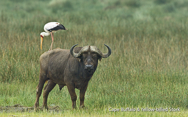 cape-buffalo-with-yellow-billed-stork