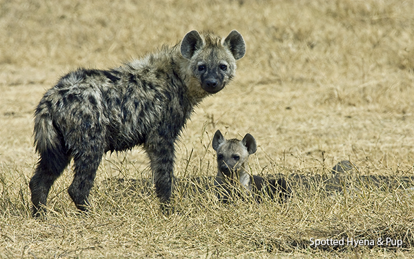 spotted-hyenas