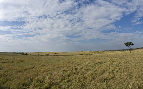 african-grasslands