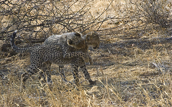cheetah-cubs