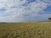 african-grasslands