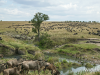 hundreds-of-wildebeest-at-river-crossing