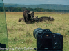 photographing-water-buffalo
