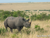 the-rare-black-rhino