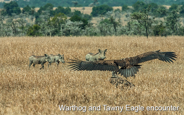 warthog-eagle