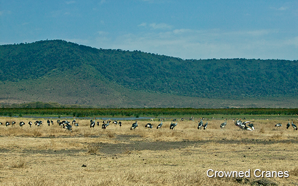 crowned-crane-flock