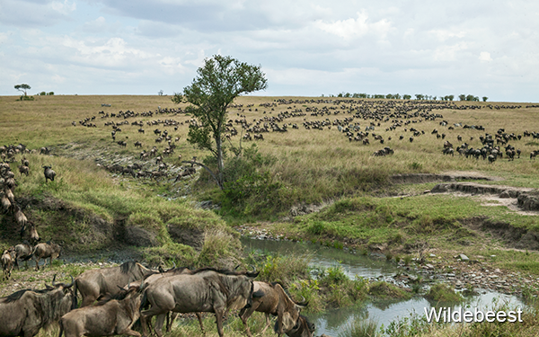 hundreds-of-wildebeest-at-river-crossing