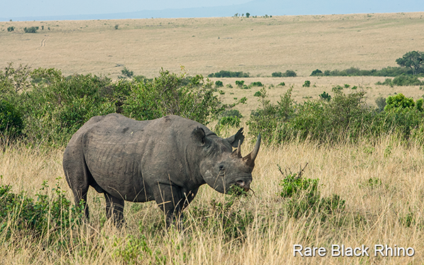 the-rare-black-rhino