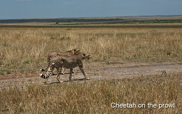cheetah-prowling