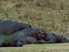 hippos-sunbathing