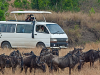 photographing-wildebeest