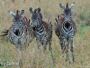 three-grants-zebras