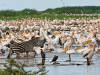 white-pelicans