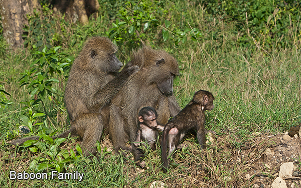 baboons