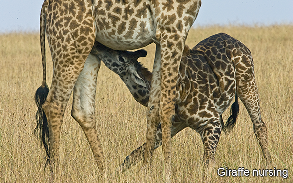 baby-giraffe