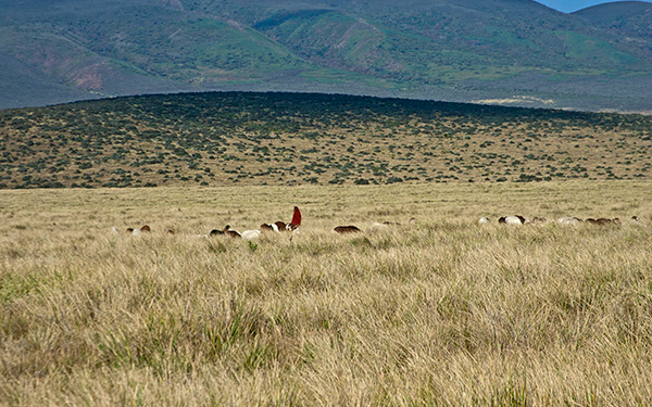 cattle-herder