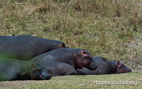 hippos-sunbathing