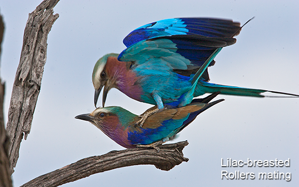 lilac-breasted-rollers-mating
