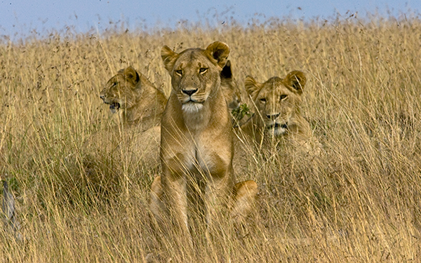 lions