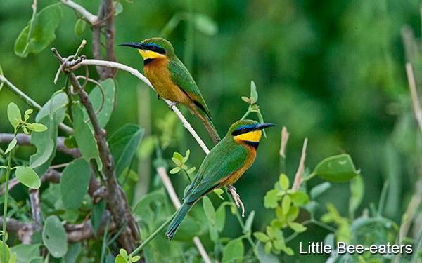 little-bee-eaters