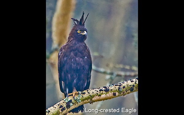 long-crested-eagle-1a