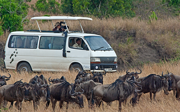 photographing-wildebeest