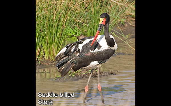 saddle-billed-stork
