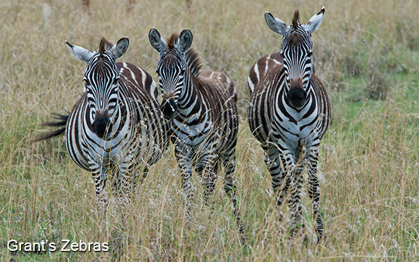 three-grants-zebras