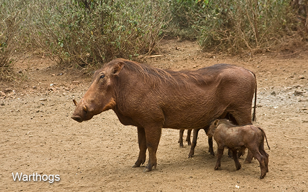 warthogs